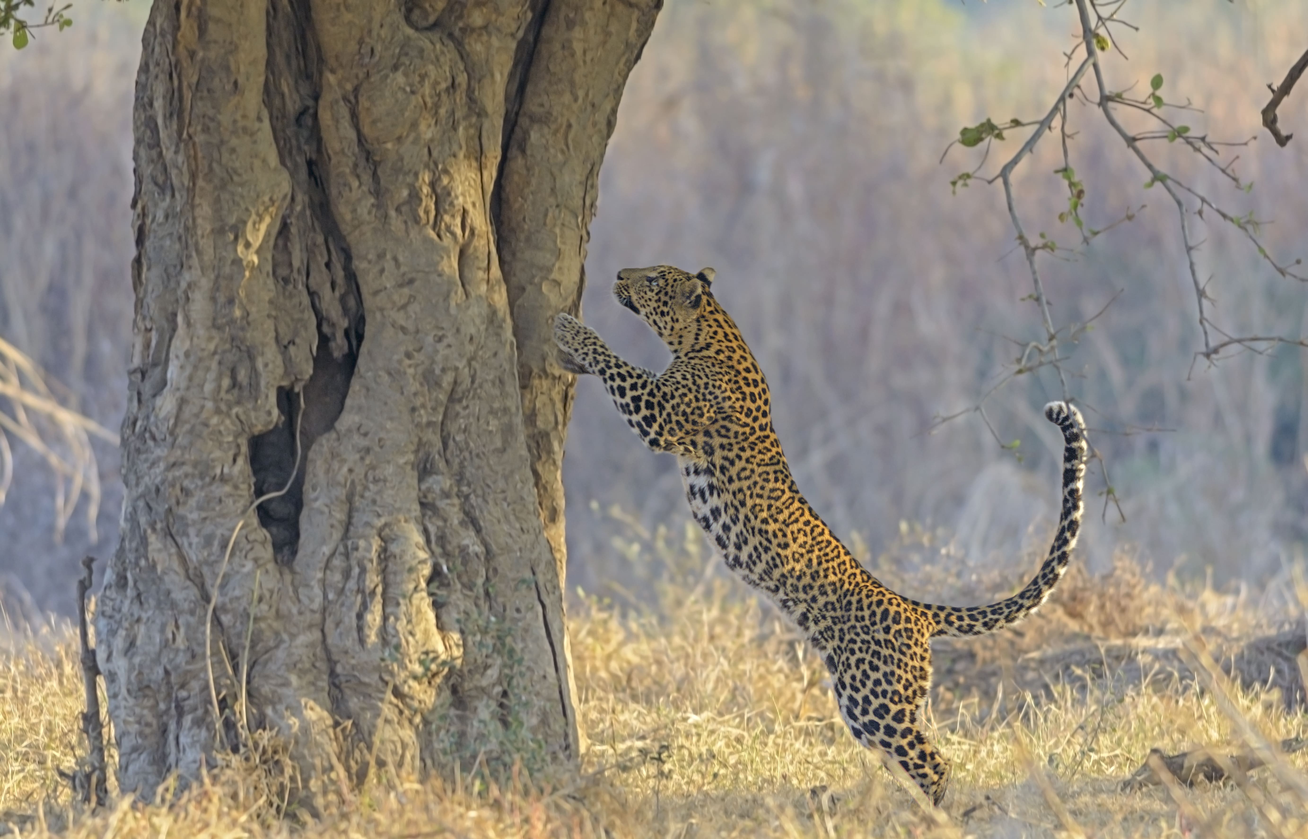 Photo from Tiger Trail India: 8-Day Safari Across Kanha, Pench & Tadoba safari tour